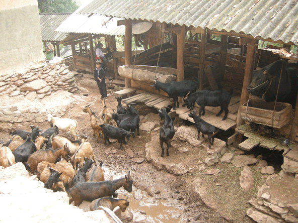 Nông dân thi đua sản xuất, kinh doanh giỏi, giúp nhau làm giàu giảm nghèo bền vững