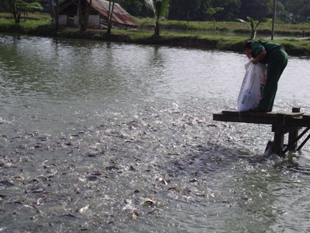 Vĩnh Phúc Năm 2015 nuôi trồng thủy sản duy trì đà tăng trưởng