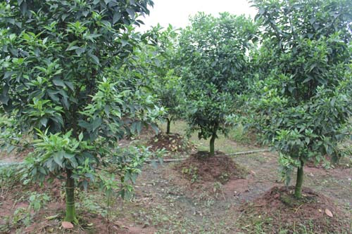 Vĩnh Phúc Triển khai kế hoạch hành động thực hiện chiến lược quốc gia về tăng trưởng xanh