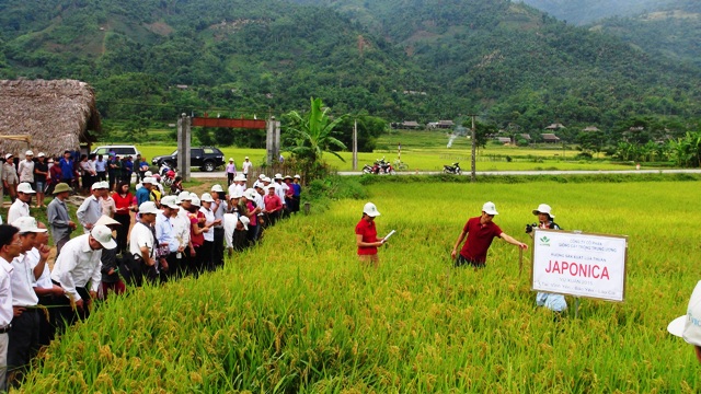 Phát triển lúa gạo chất lượng cao Cần liên kết ổn định, lâu dài, bền vững
