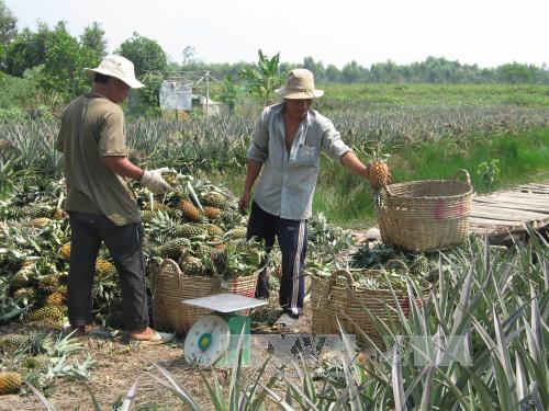 Phát triển du lịch sinh thái vùng nguyên liệu dứa Hậu Giang