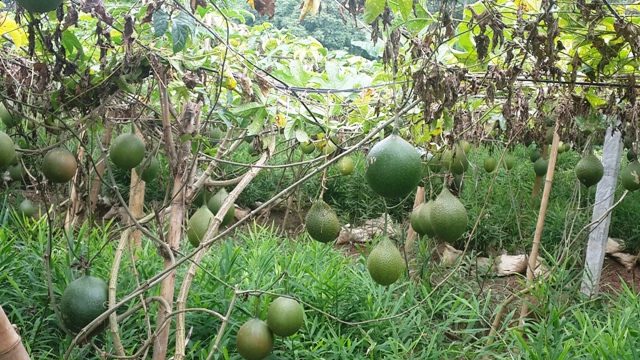 Bệnh thành tích trong xây dựng Nông thôn mới “Con sâu làm rầu nồi canh”