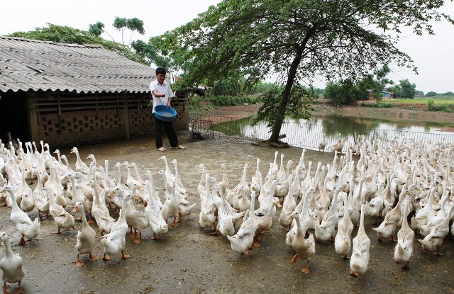 Hỗ trợ tạo việc làm, duy trì và mở rộng việc làm