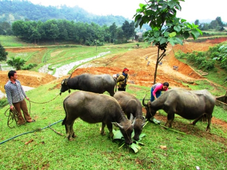Vùng biên giới Vị Xuyên đang đổi thay nhờ nguồn vốn chính sách