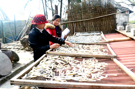 Sá Sùng Vân Đồn Quảng Ninh được bảo hộ chỉ dẫn địa lý
