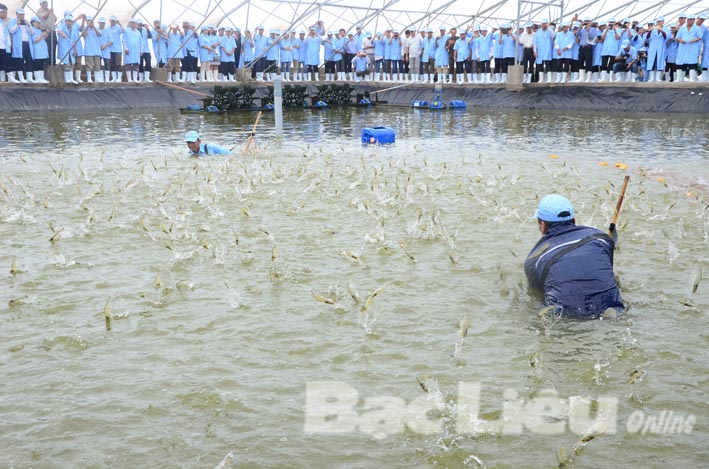 Những thành tựu Ngành Nông nghiệp Bạc Liêu năm 2015