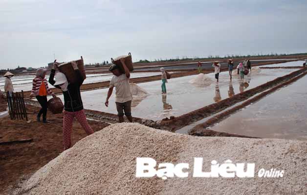 Thương thay hạt muối Bạc Liêu