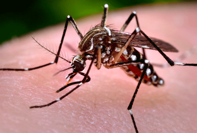 WHO Báo động dịch bệnh do virus Zika gây ra