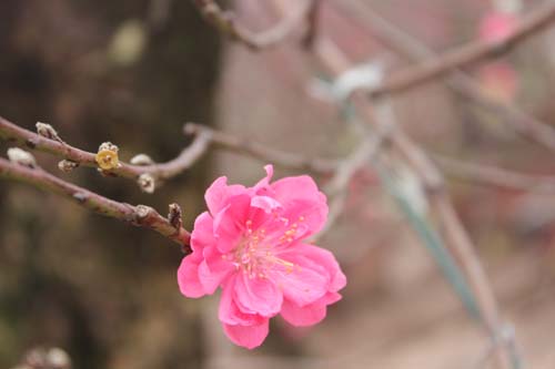 Sôi động thị trường hoa đào Tết