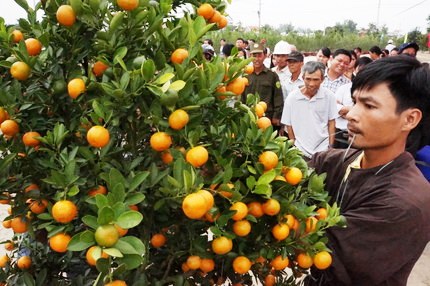Ngày hội “Quất cảnh Cẩm Hà - Hội An 2016”