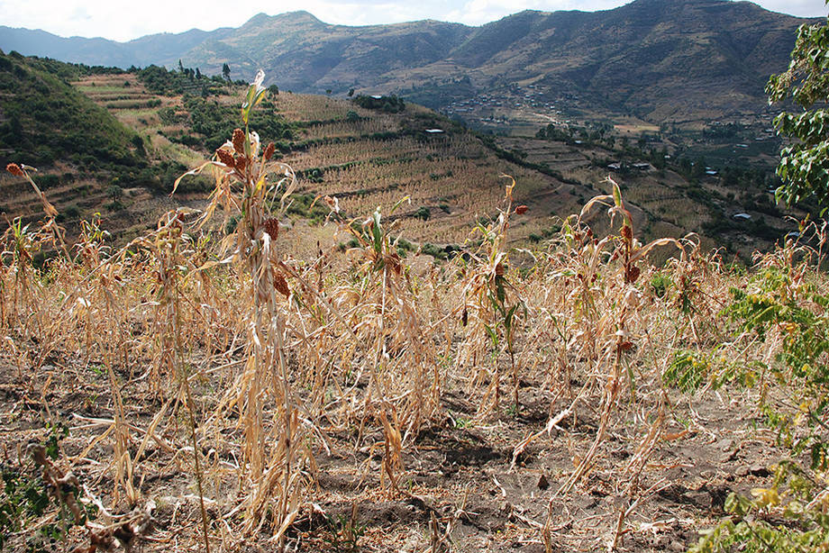 FAO giúp Ethiopia giải quyết vấn đề an ninh lương thực