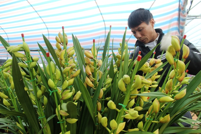 Sẵn sàng cho Hội chợ hoa Bính Thân 2016