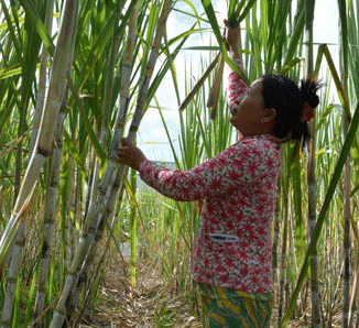 Giá mía tăng, nông dân phấn khởi