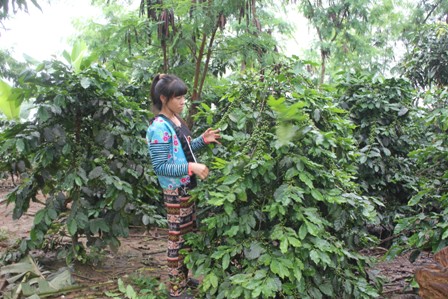 Mường Ảng Điện Biên - Lời giải nào cho bài toán giá cà phê liên tục giảm