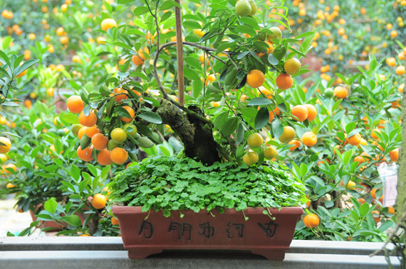 Quất Bonsai - món hàng yêu thích dịp trước Tết Nguyên đán 2016