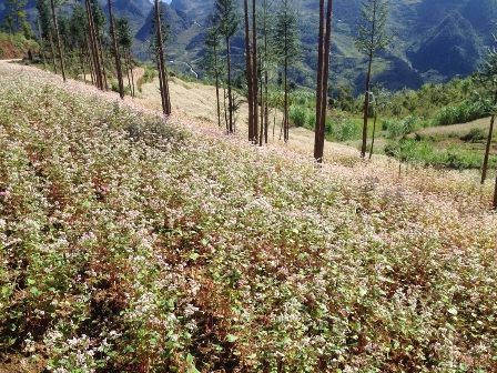 Sức bật du lịch Hà Giang
