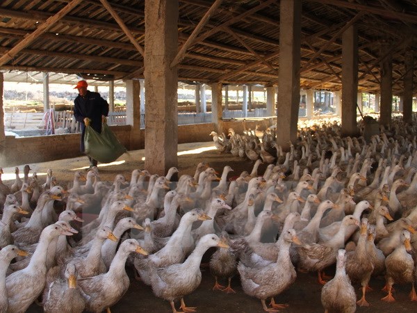 Trung Quốc ghi nhận một trường hợp nhiễm H5N1