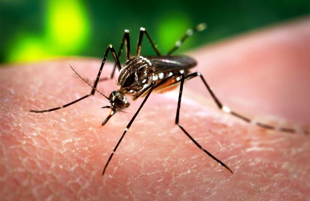 Thụy Sĩ phát hiện 2 trường hợp nhiễm virus Zika