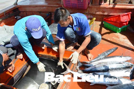 Đầu năm ngư dân hái lộc biển