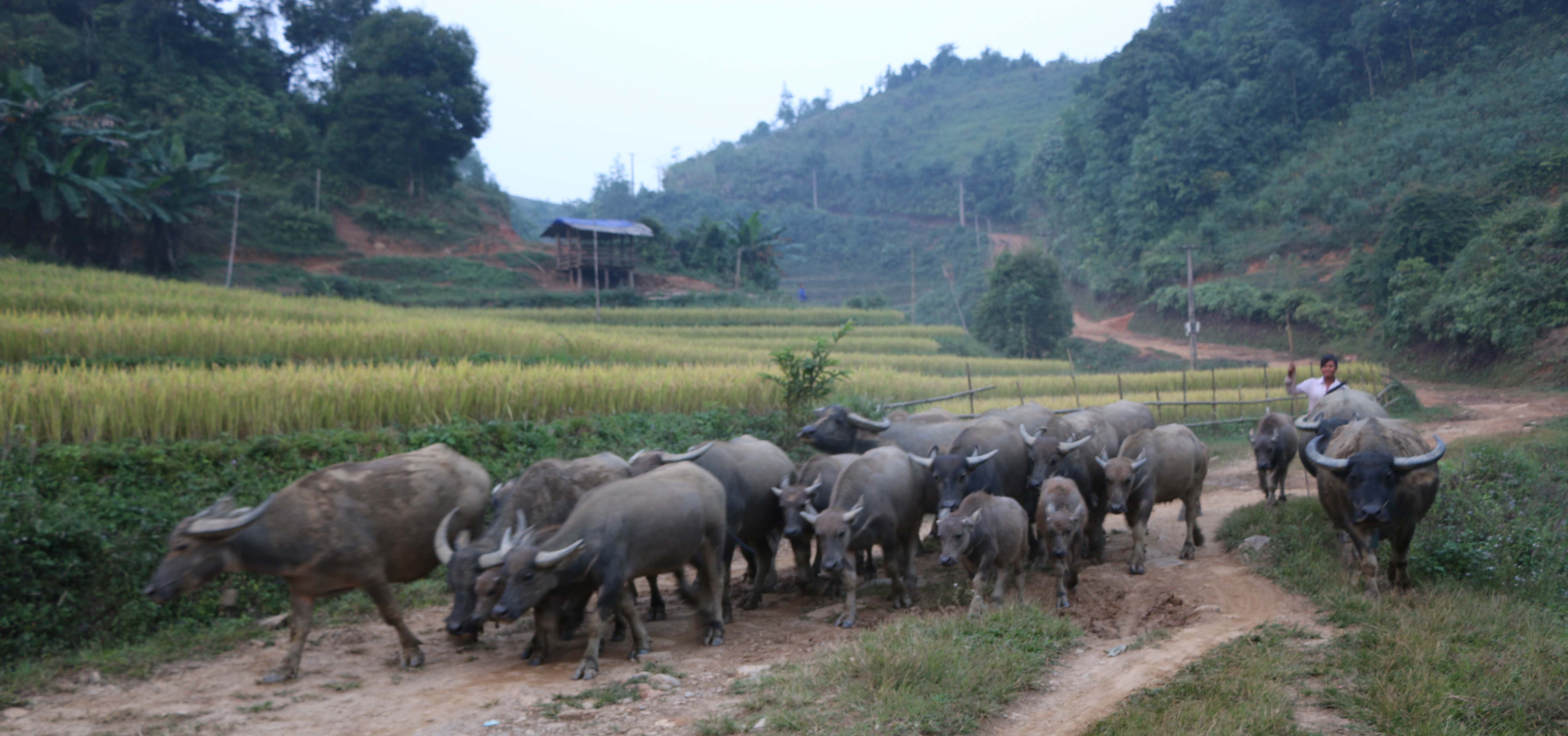 Tuyên Quang Chàng thanh niên H Mông làm kinh tế giỏi