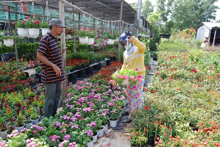 Làng hoa Củ Chi TP Hồ Chí Minh vào Xuân