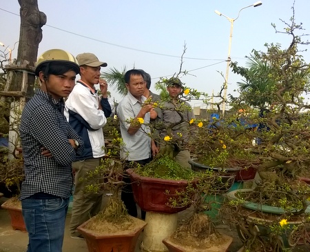 Hội An Quất cảnh và hoa tết vào Xuân