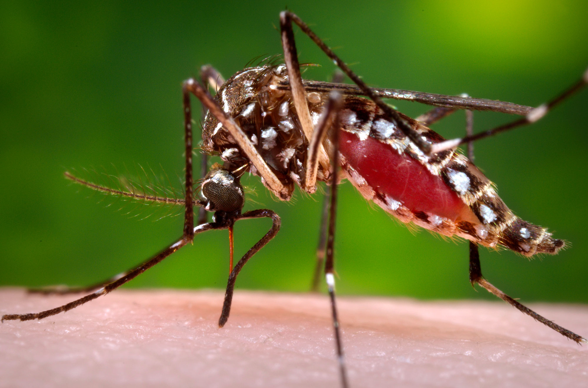 WHO công bố kế hoạch toàn cầu chống virus Zika