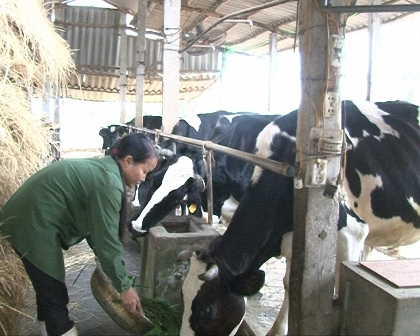 Sơn La Xuất hiện ngày càng nhiều những Triệu phú nông dân