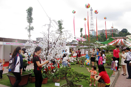 Lễ hội Hoa Anh đào – Mai vàng Yên Tử, Hạ Long 2016