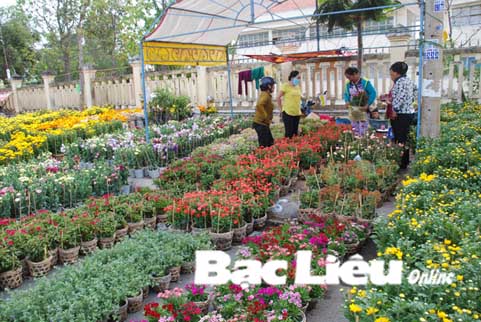 TP Bạc Liêu Có nên phát triển diện tích trồng lúa