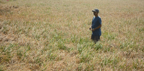 Bạc Liêu bị ảnh hưởng nặng nề của biến đổi khí hậu