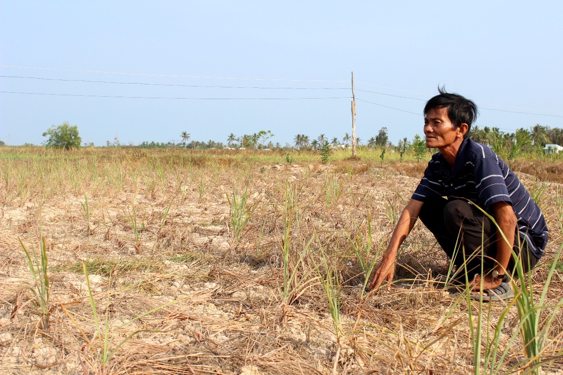 Tiền Giang Những cánh đồng bạc trắng bởi hạn hán và xâm nhập mặn
