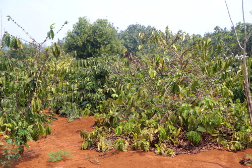 Tây Nguyên quyết liệt chống hạn