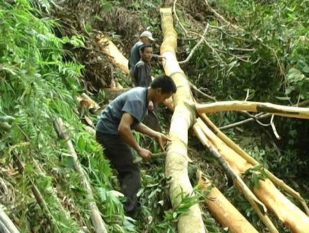 Thoát nghèo cùng cây quế