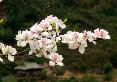Tây Bắc mùa hoa ban nở