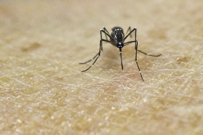 WHO lo ngại không điều chế kịp vaccine phòng chống virus Zika cho Mỹ Latinh