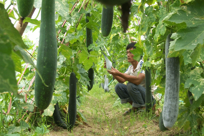 Xã Hộ Độ Lộc Hà, Hà Tĩnh phấn đấu về đích nông thôn mới