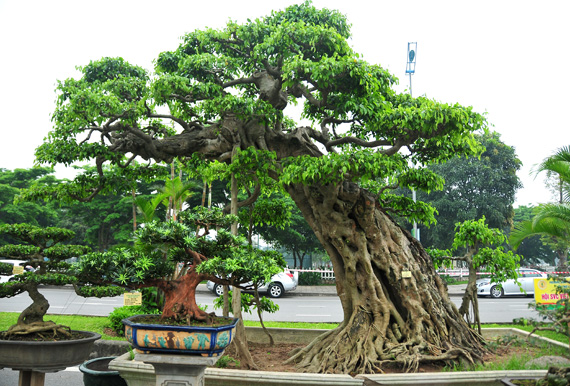 20 000 cây cảnh quy tụ tại Festival sinh vật cảnh Thủ đô