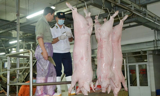 Hà Nội sẽ xử lý dứt điểm việc buôn bán, sử dụng chất cấm trong chăn nuôi