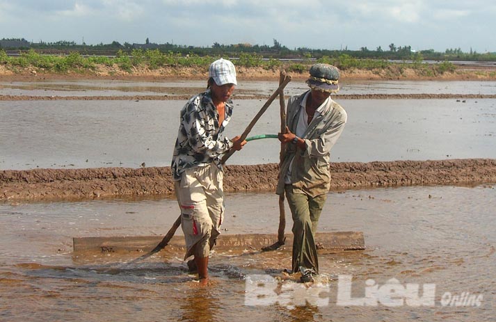 Phát triển mô hình nuôi Artemia Hướng đi mới cho nông dân Bạc Liêu