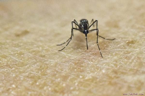 WHO Thêm nhiều bằng chứng cho thấy virus Zika gây ra dị tật đầu nhỏ ở trẻ
