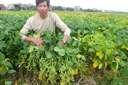 Thông tin thất thiệt về cây đậu nành Người nông dân hoang mang
