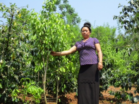 Sơn La – “Nước mắt” dó bầu