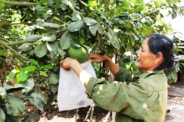 Bưởi Khánh Vĩnh Khánh Hòa lên xanh từ đồng vốn ưu đãi