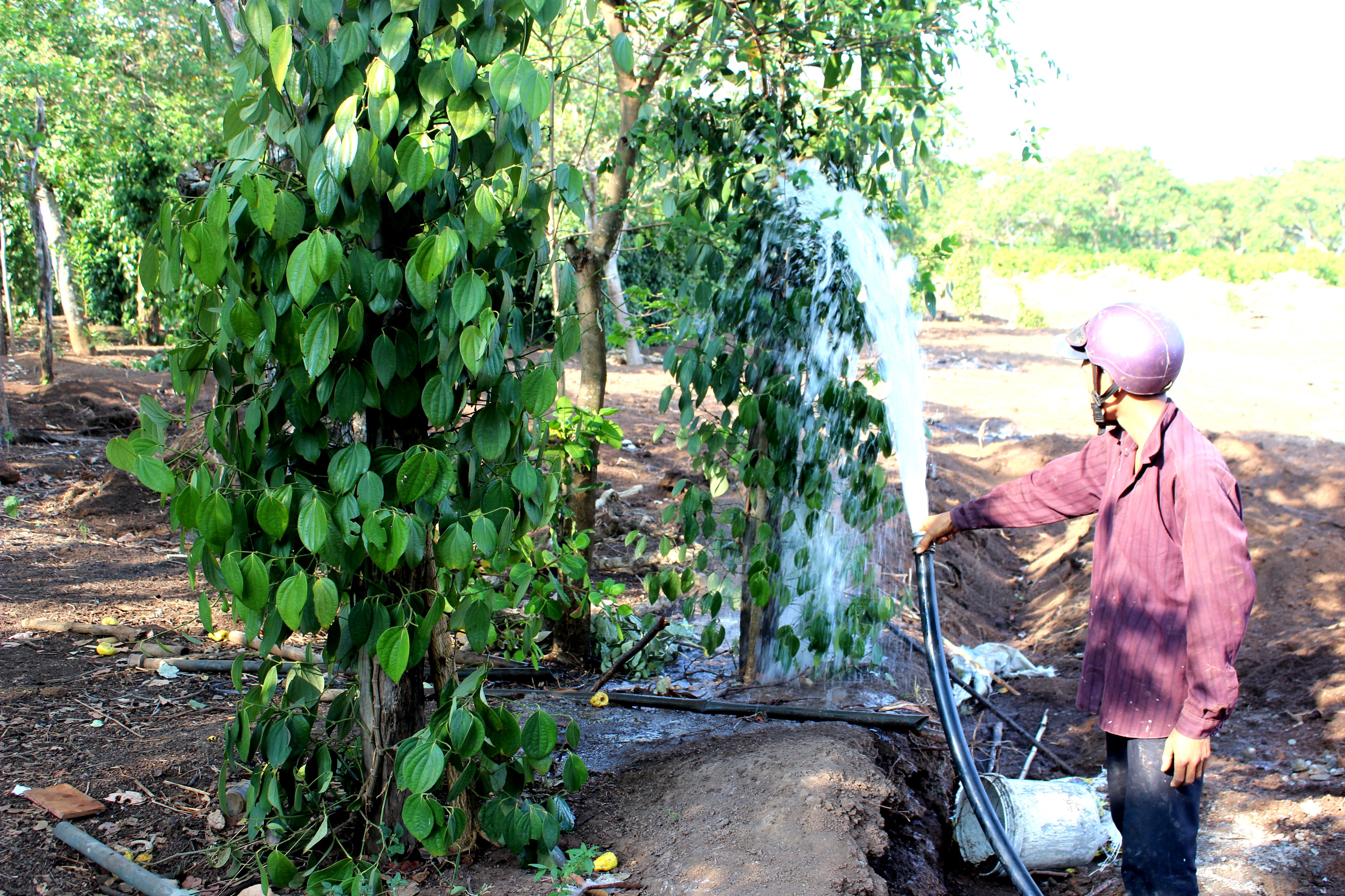 Đắk Lắk Nỗ lực đảm bảo nguồn nước phục vụ sản xuất và sinh hoạt của người dân