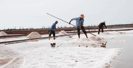 Muối tồn đọng - không đầu ra diêm dân điêu đứng