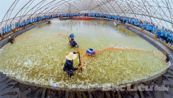 Hơn 7 800ha tôm nuôi thiệt hại do hạn hán, xâm nhập mặn