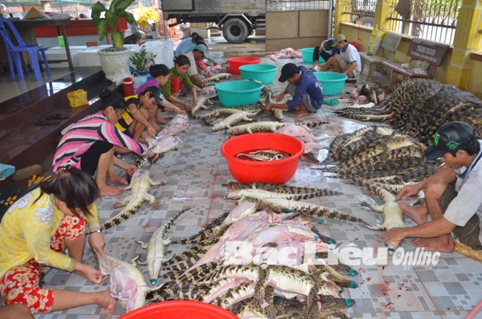 Cá sấu rớt giá, người nuôi lỗ nặng