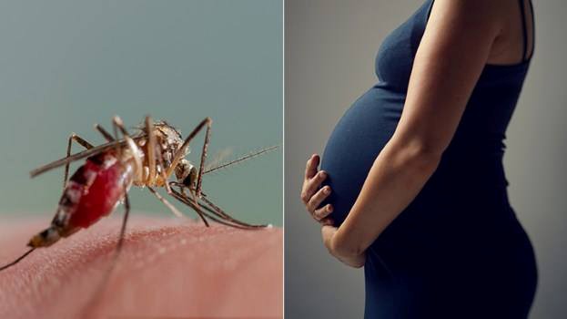 WHO hối thúc châu Âu đề phòng nguy cơ lây nhiễm virus Zika trong dịp Hè