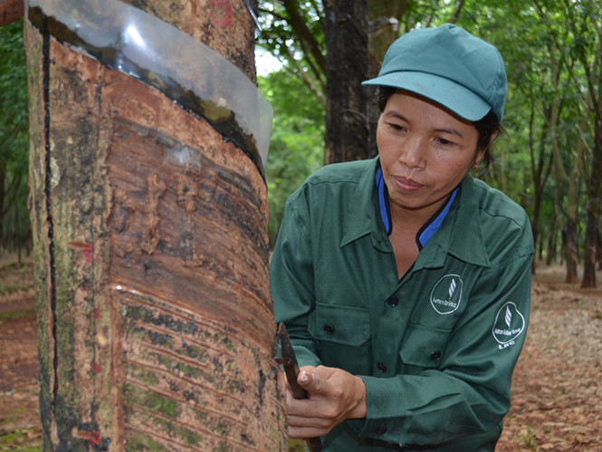 Nữ công nhân khai thác mủ cao su có nhiều sáng kiến